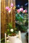  Phalaenopsis Orchid-Pink