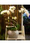  Phalaenopsis Orchid-White