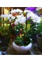 Phalaenopsis Orchid Mixed