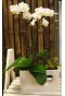 White Phalaenopsis