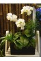 White Phalaenopsis