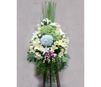 Openning flower as HK