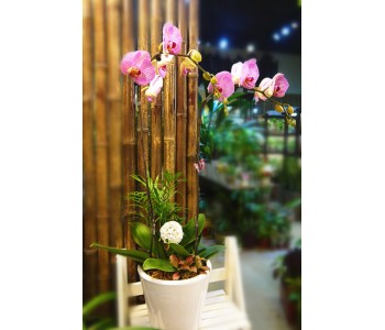Phalaenopsis Orchid-Pink