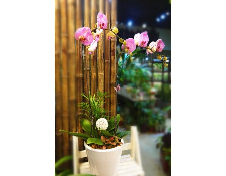 Phalaenopsis Orchid-Pink