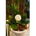 Phalaenopsis Orchid-Pink