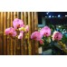 Phalaenopsis Orchid-Pink