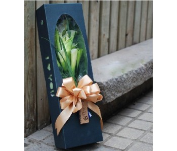 Callas in box