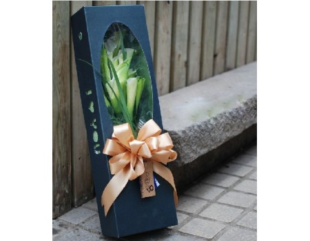Callas in box