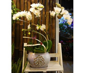 Phalaenopsis Orchid-White