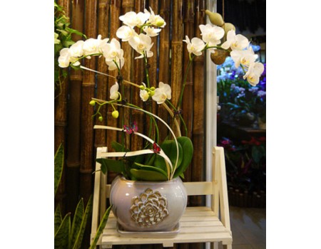 Phalaenopsis Orchid-White