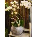 Phalaenopsis Orchid-White