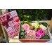 Flower Charming