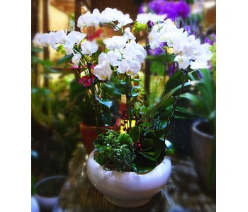 Phalaenopsis Orchid Mixed