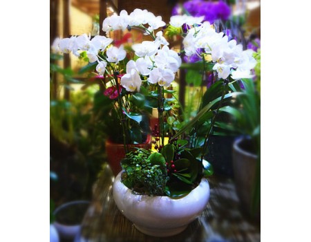 Phalaenopsis Orchid Mixed