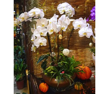 Phalaenopsis potted-White