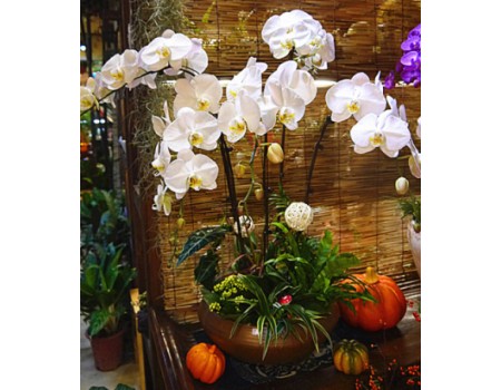 Phalaenopsis potted-White