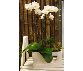 White Phalaenopsis