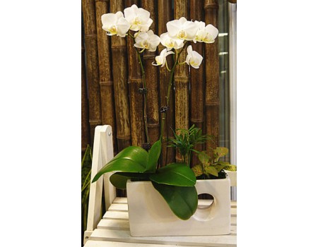White Phalaenopsis