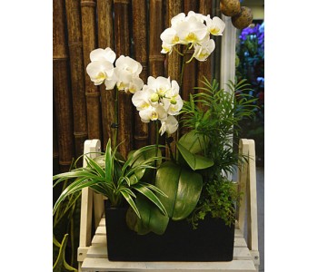 White Phalaenopsis