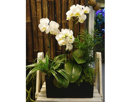 White Phalaenopsis