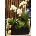 White Phalaenopsis