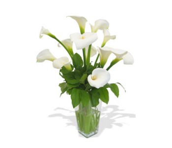 White callas in vase